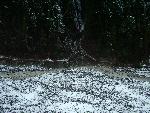 Snow-dusted, damaged trail along river