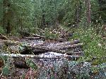 Trees Across Carbon Glacier Trail