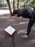 Reading Waysides at Grove of the Patriarchs