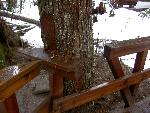 Boardwalk at Grove of the Patriarchs