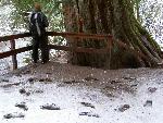 Mud at Grove of the Patriarchs