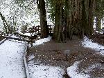 Grove of the Patriarchs: Boardwalk