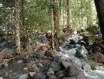 Tahoma Creek Trail