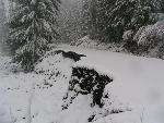 Road to White River Campground
