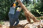 Trail Repair: Wonderland Trail: Cougar Rock