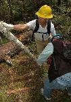 Trail Repair: Wonderland Trail: Cougar Rock