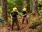 Trail repair: Wonderland Trail: Cougar Rock