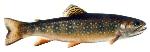 BrookTrout_Drw_USFWS_lrg