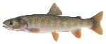 BullTrout_JTomelleri_USFWS
