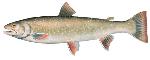 Dolly_Varden_trout_NOAA_Cln_lrg
