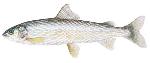 MtnWhitefish_BLM_2_lrg