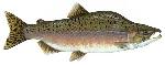 Pink_salmon_male_FWS_lrg