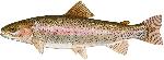 Rainbow_Trout_USFWS_Cln_lrg
