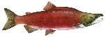 SockeyeKokanee_salmon_male_FWS_lrg
