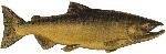 male_freshwater_phase_Chinook_lrg