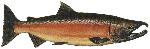 male_freshwater_phase_Coho_lrg