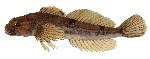 slimy_sculpin_CopyrightLapsed_lrg