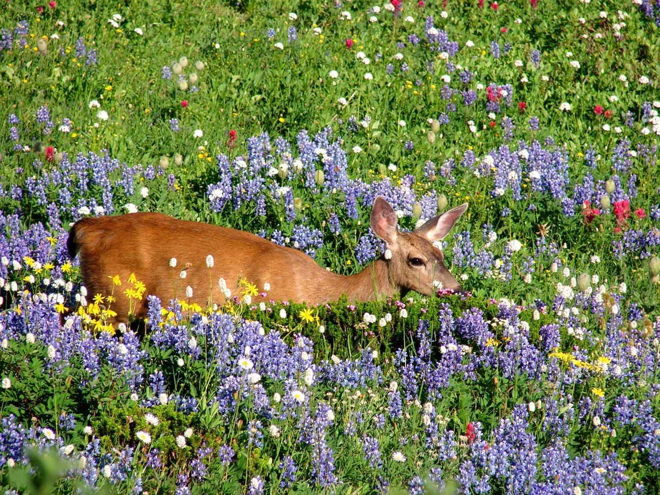 Black-tailed deer Black-tailed deer in a wildflower meadow.