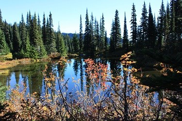 Small lake in Mount Rainier wilderness reflecting the surrounded by Subalpine Fir trees.