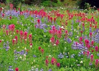 One of the many beautiful subalpine flower meadows carpeted in blossoms of vivid red magenta paint brush, purple lupines and white American bistort.