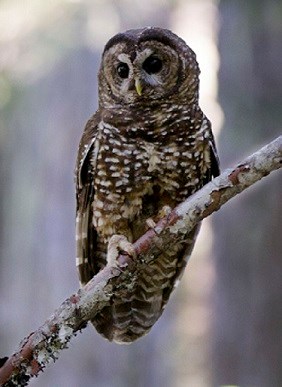 White spotted owl perched on tree limb in Mount Rainier Wilderness area.