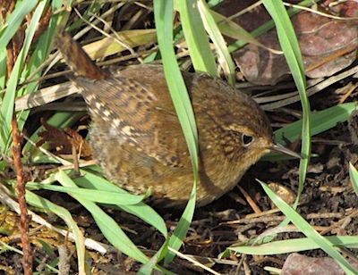 A small round bird foraging in the grass.