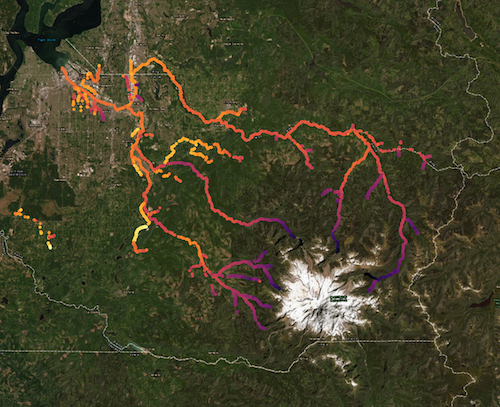 A thermal imagery map of the Puyallup Watershed showing how cold (purple colored) waters that start from the north and west sides of Mount Rainier heat up (orange-yellow colors) as the distance from the mountain increases.