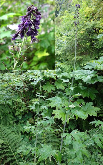 A tall flower with a cluster of dark purple flowers at the top. An inset photo in the upper left shows a detail of the flower cluster.