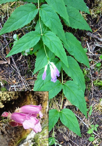 Two stems lined with opposite toothed leaves ending in a three tube-like purple flowers. An inset image in the lower left shows a side view of the flowers.