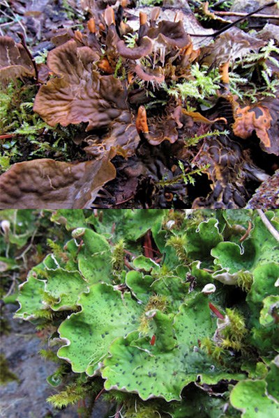 Two images of leafy lichens, one brown-red (top) and one bright green (bottom).