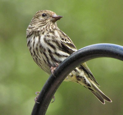 A brown-striped small bird perches on a looped metal bar.