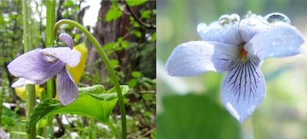 Alaska Violet side view (left) showing spur on back petal, and front view (right).