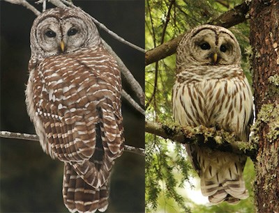 A barred owl front and back.