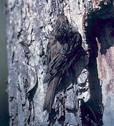 A bird with mottled brown plumage clings to a tree trunk.