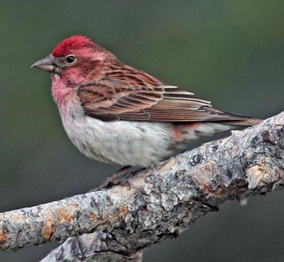 A small bird with red crown and reddish-brown feathers.
