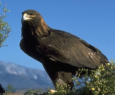 A large golden-brown eagle perched on a branch.