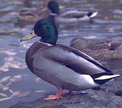 A duck with a bold green head.