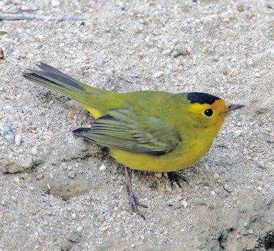 A yellow bird perches on a gravel slope.