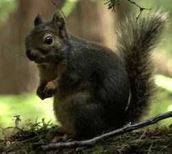 A Douglas squirrel sitting on a forest floor.