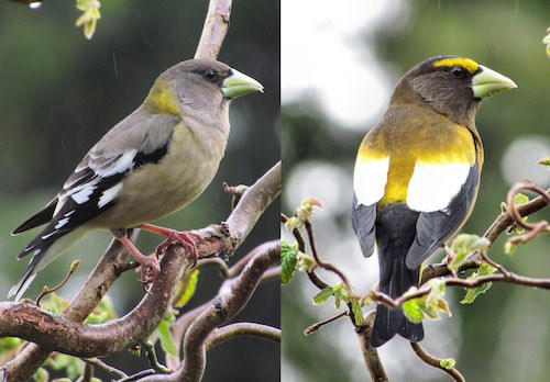 A yellow-bird (left) and a brighter yellow-black bird (right).