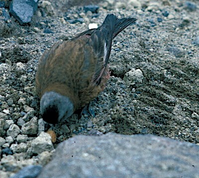 A brown bird with a grey head pecks at rocky ground.