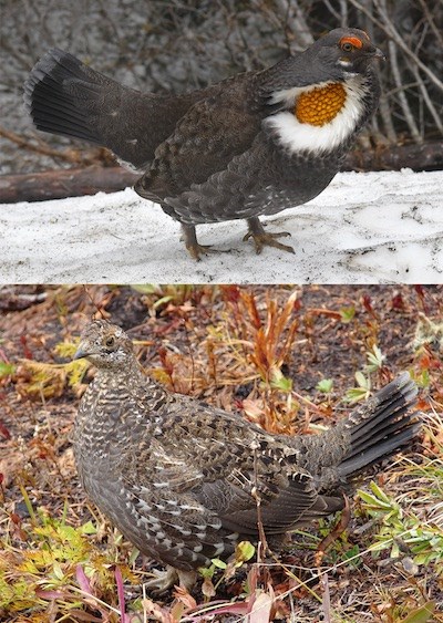 A male displaying grouse (top) and a brown speckled female grouse (bottom)