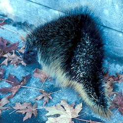A small mammal covered in black spines tipped in yellow on a bridge among fallen maple leaves.