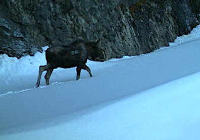 A moose walks up a snow-covered road.