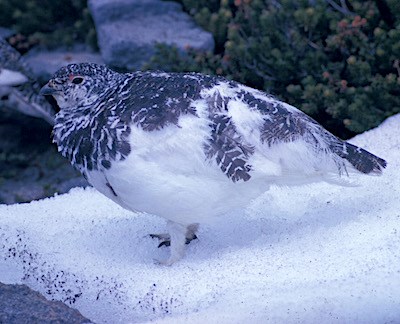 A bird with white feathers transitioning to speckled grey feathers.