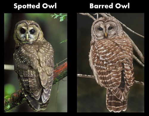 A Spotted Owl (left) compared with a Barred Owl (right) from the back.