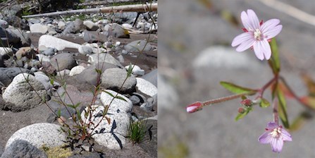 Small-flowered Willowherb plant growing in rocky, dry soil (left), and detail of flower (right).