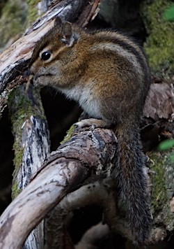 A chipmunk eats a seed while sitting on a branch.
