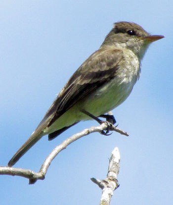 Willow Flycatcher perched on a branch.
