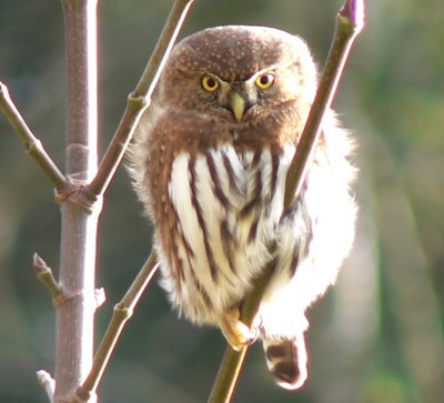 A tiny brown owl with intense yellow eyes.